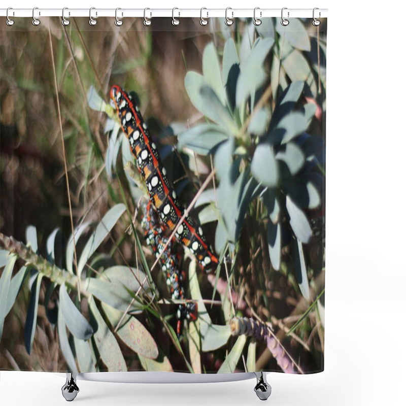 Personality  A Vividly Patterned Caterpillar With Bold Red, Black, And White Markings Clings To Wild, Green Foliage In A Natural Outdoor Setting Shower Curtains