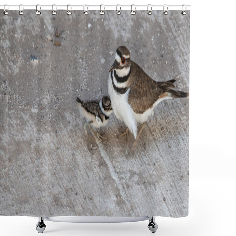 Personality  Killdeer Plover (Charadrius Vociferous) Mother And Chick Lost On A Concrete Driveway (ecological Trap And Habitat Loss Consequences) Shower Curtains