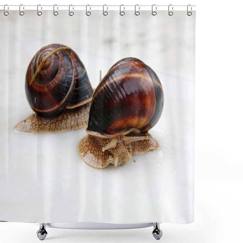 Personality  Large Snails Shower Curtains