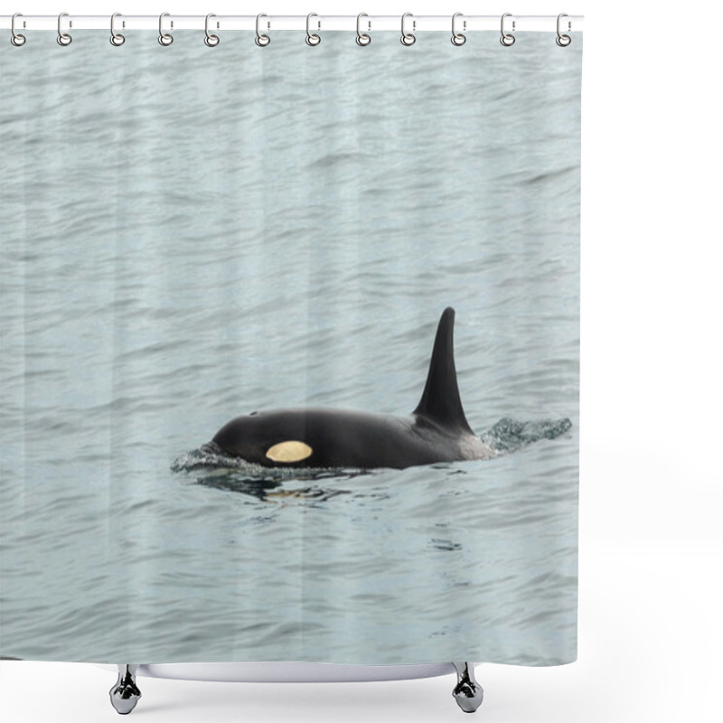 Personality  Killer Whale - Orcinus Orca In Pacific Ocean. Water Area Near Kamchatka Peninsula. Shower Curtains