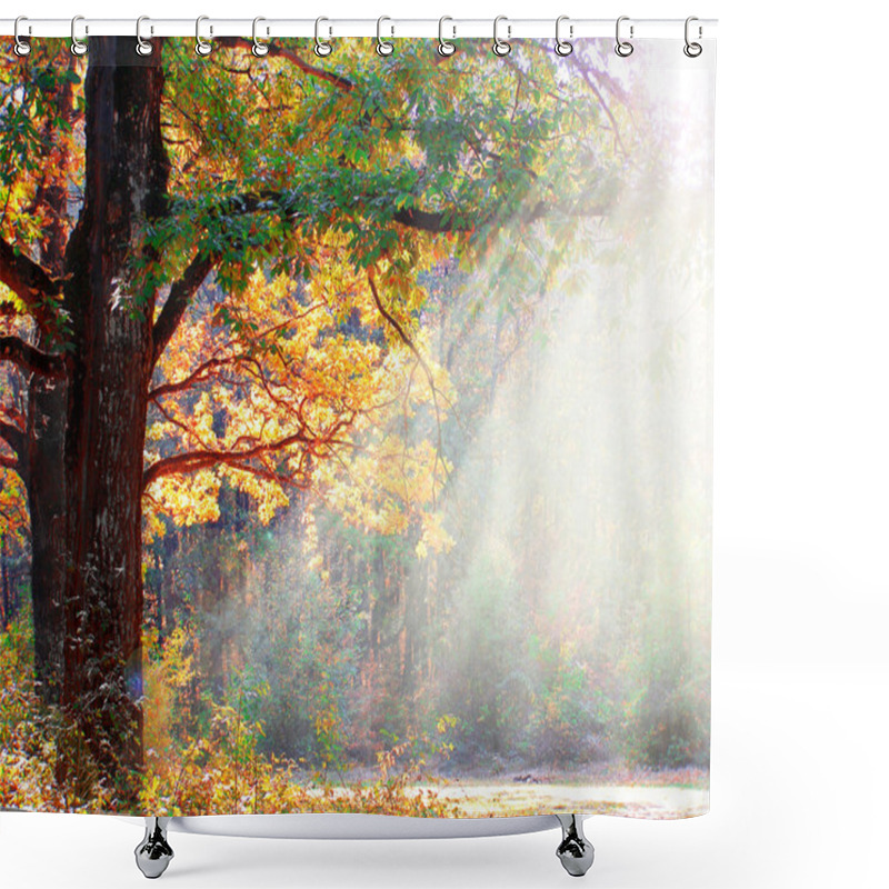 Personality  Autumn Sunbeams Between The Branches Of Trees Shower Curtains