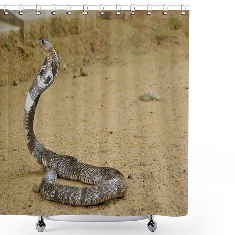 Personality  Poisonous cobra on brown ground shower curtains