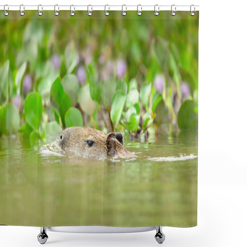 Personality  Capybara Swimming In A River, South Pantanal, Brazil. Shower Curtains