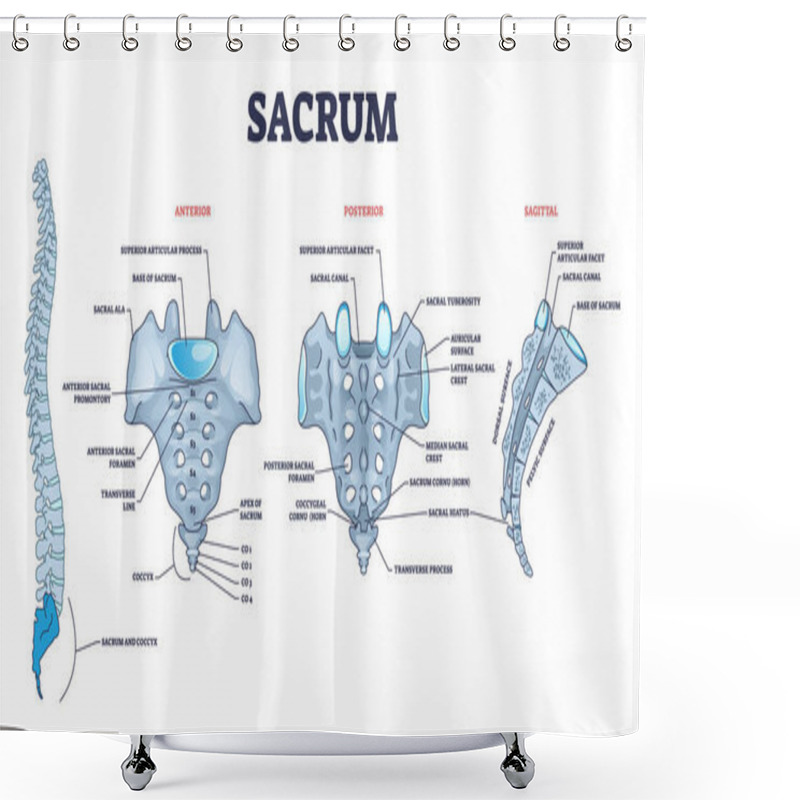 Personality  Sacrum As Spinal Bone Structure Anatomical Description Outline Diagram Shower Curtains