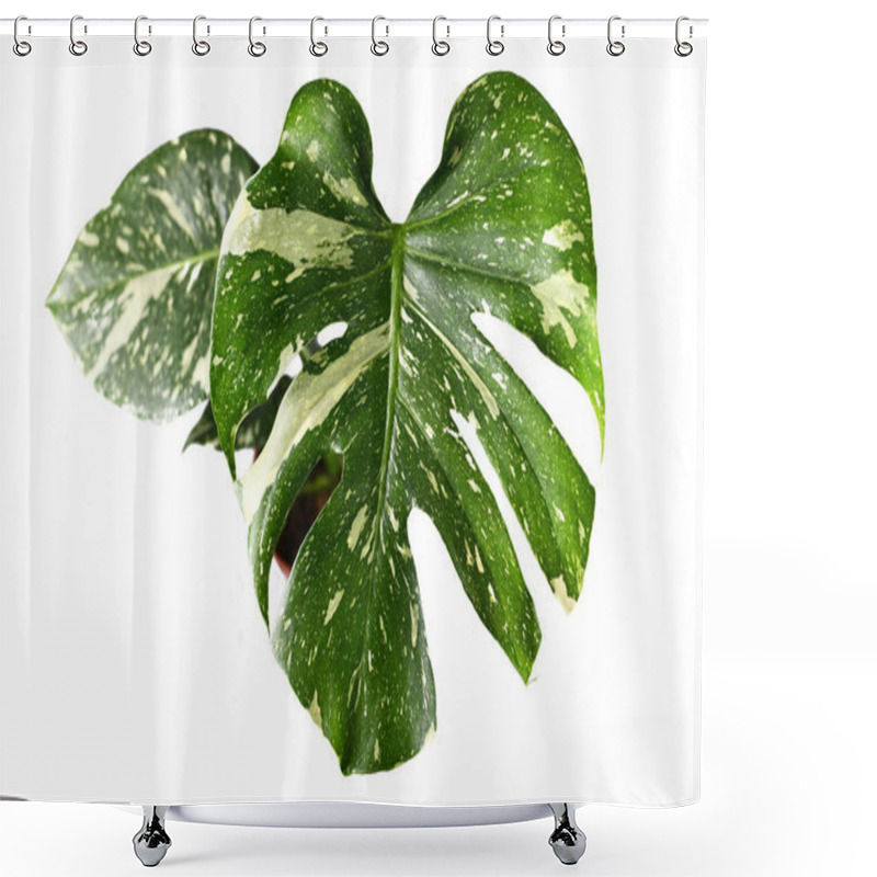 Personality  Exotic White Sprinkled Leaf Of Rare Variegated Tropical 'Monstera Deliciosa Thai Constellation' House Plant. Top View On White Background Shower Curtains