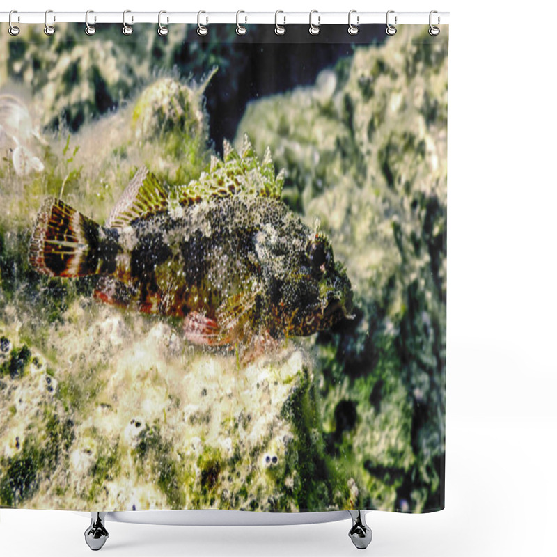 Personality  Scorpion Fish Underwater (Scorpaena Notata) Wildlife Shower Curtains