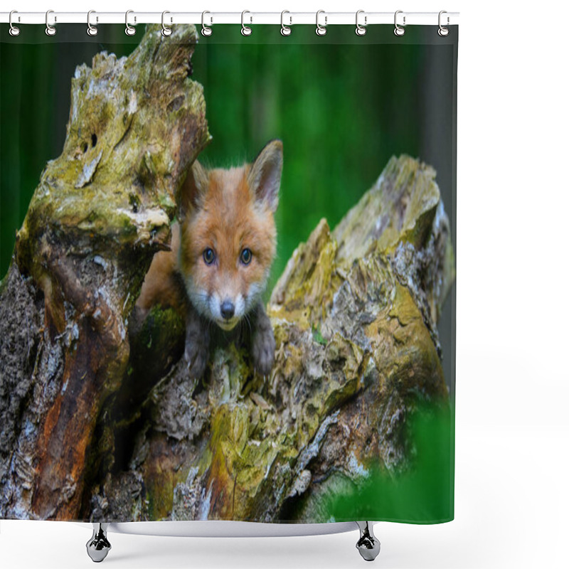 Personality  Red Fox, Vulpes Vulpes, Small Young Cub In Forest On The Stump. Cute Little Wild Predators In Natural Environment. Wildlife Scene From Nature Shower Curtains