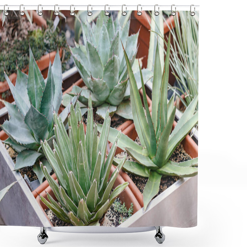 Personality  Flowers. Photo Of Agave Set In Greenhouse Shower Curtains