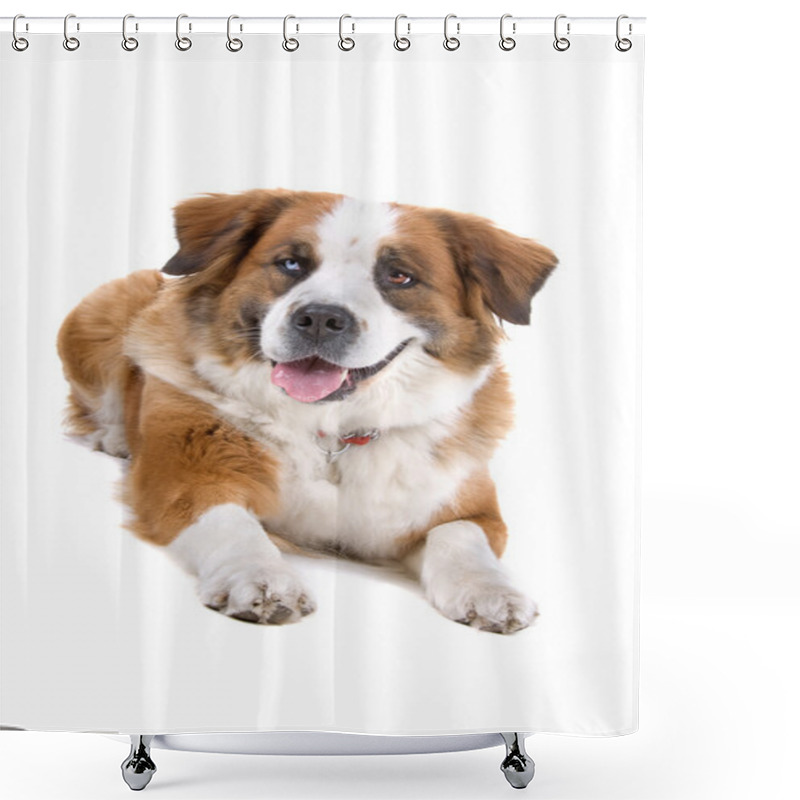 Personality  Mixed Breed Saint Bernard Dog Shower Curtains