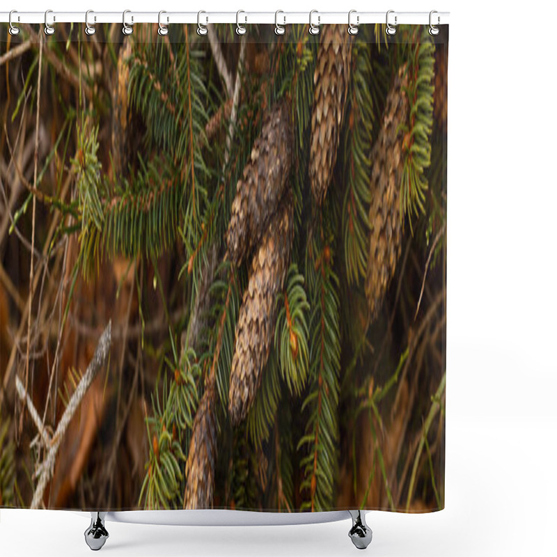 Personality  Cones On Branch Of Spruce Tree In Forest, Banner  Shower Curtains