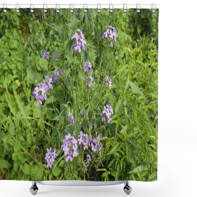 Personality  Dame's Rocket. Hesperis Matronalis Shower Curtains