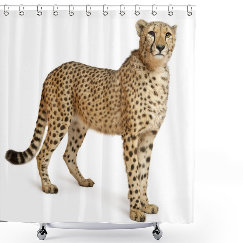 Personality  Cheetah, Acinonyx Jubatus, 18 Months Old, Sitting In Front Of White Background Shower Curtains