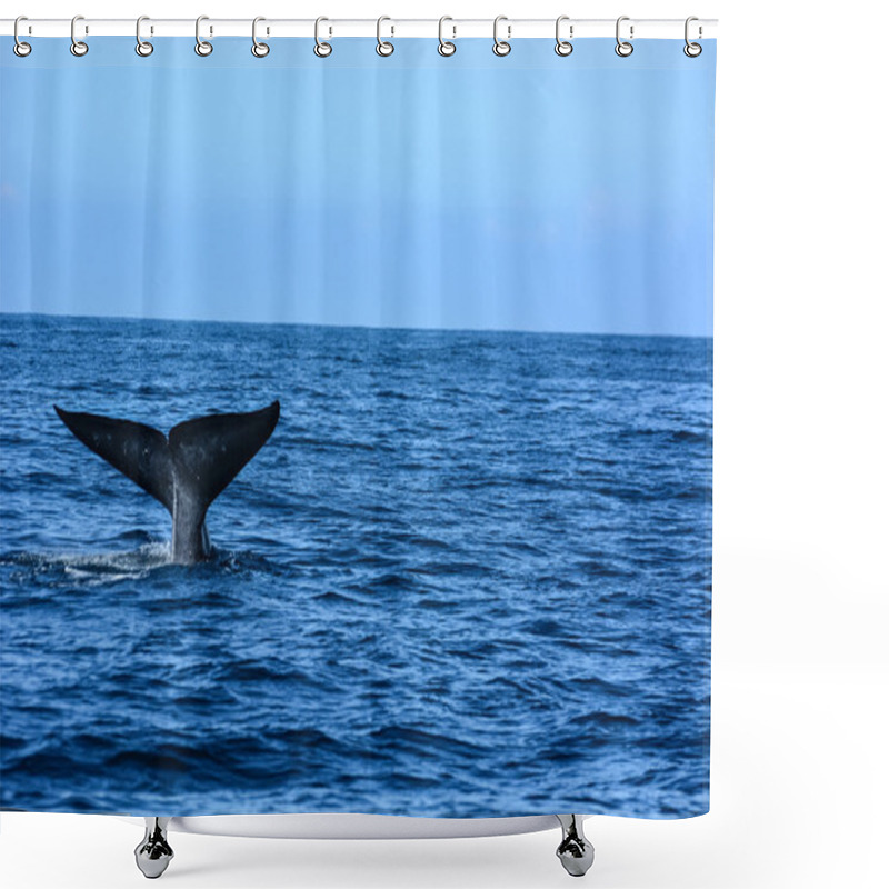 Personality  Big Blue Whales In Deep Ocean Shower Curtains