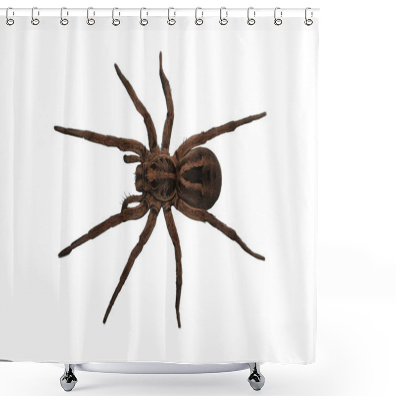 Personality  Wolf Spider Over Head View Shower Curtains