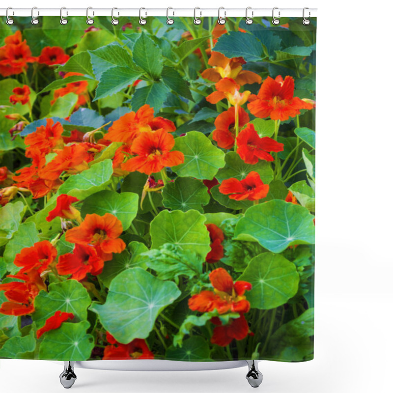 Personality  Nasturtium Fllowers In The Garden Shower Curtains