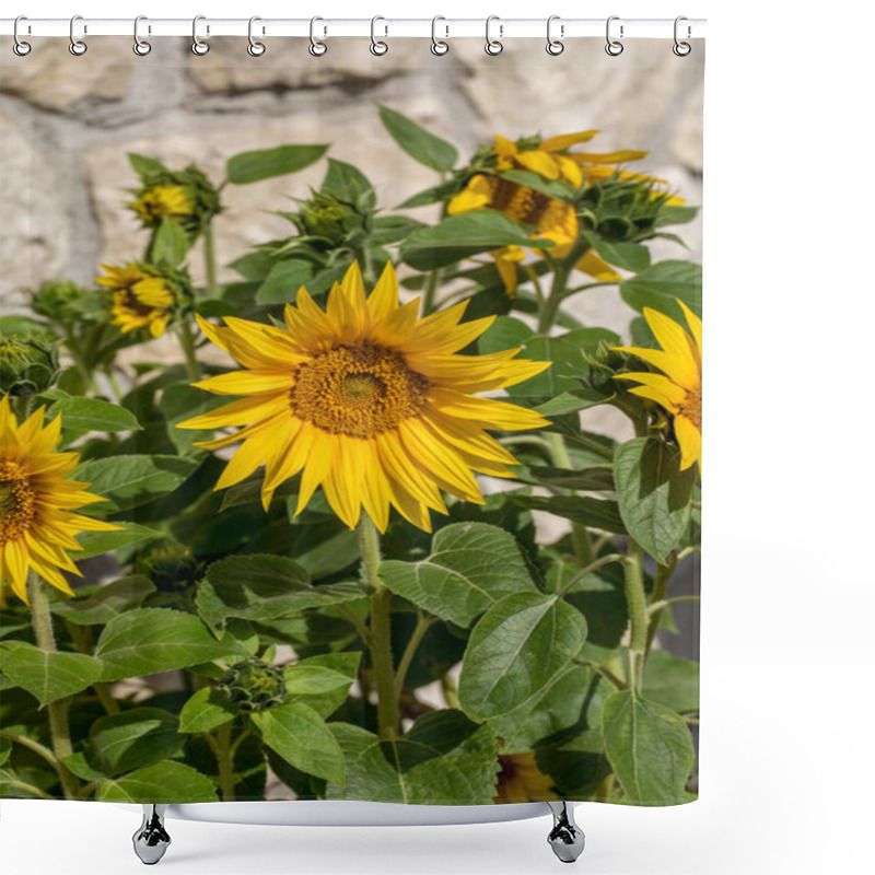 Personality  Blooming Sunflowers Against The Background Of A Limestone Wall Shower Curtains