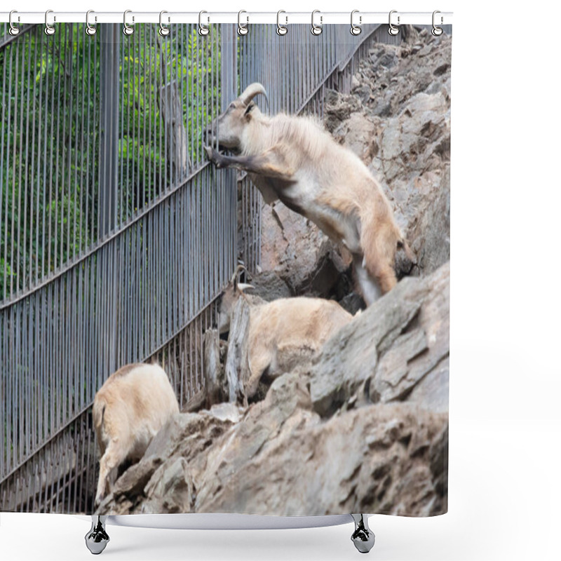 Personality  View Of Mountain Goats In The Prague Zoo, Friendly Animals Shower Curtains