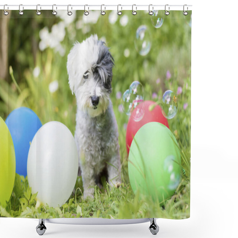 Personality  White Small Poodle Dog Celebrating His Birthday Party In A Blooming Garden  With Balloons And Soap Bubbles  Shower Curtains