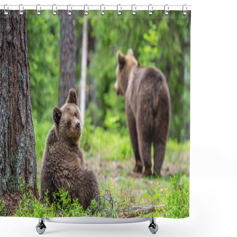 Personality  Cubs Of Brown Bear In The  Summer Forest. Green Natural Background. Natural Habitat. Scientific Name: Ursus Arctos. Shower Curtains