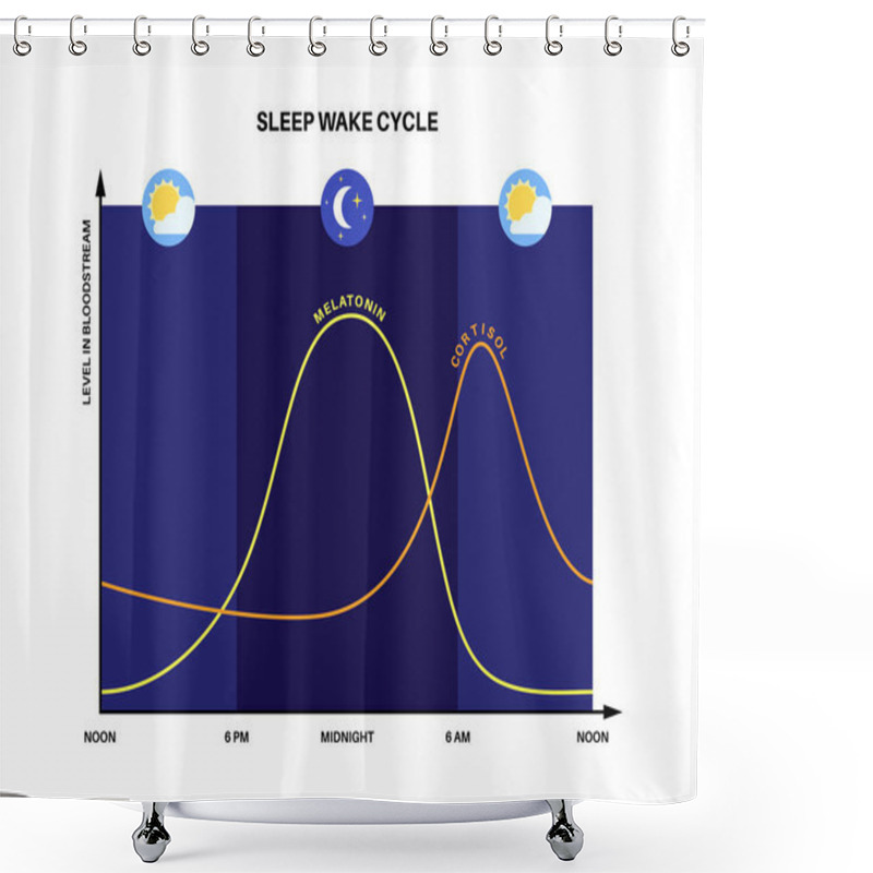 Personality  Circadian Rhythm Infographic Poster. Melatonin And Cortisol Are Produced In Human Brain. Colorful Diagram Of Circadian Cycle. Night Day Life Balance. Sleep Wake Cycle Chart Flat Vector Illustration. Shower Curtains