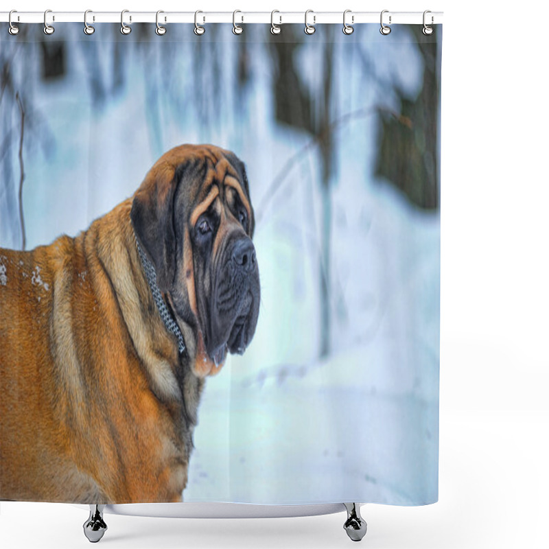 Personality  English Mastiff In Winter Against Snow-covered Forest Shower Curtains