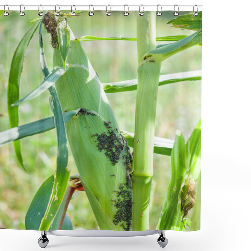 Personality  Aphids Feed On Sap Corn Shower Curtains