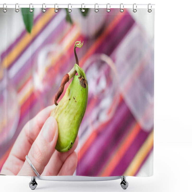 Personality  Mango In The Palm. Sprouted Seed. Strange Fruit. Inside The MangoSprouted Seed. Shower Curtains