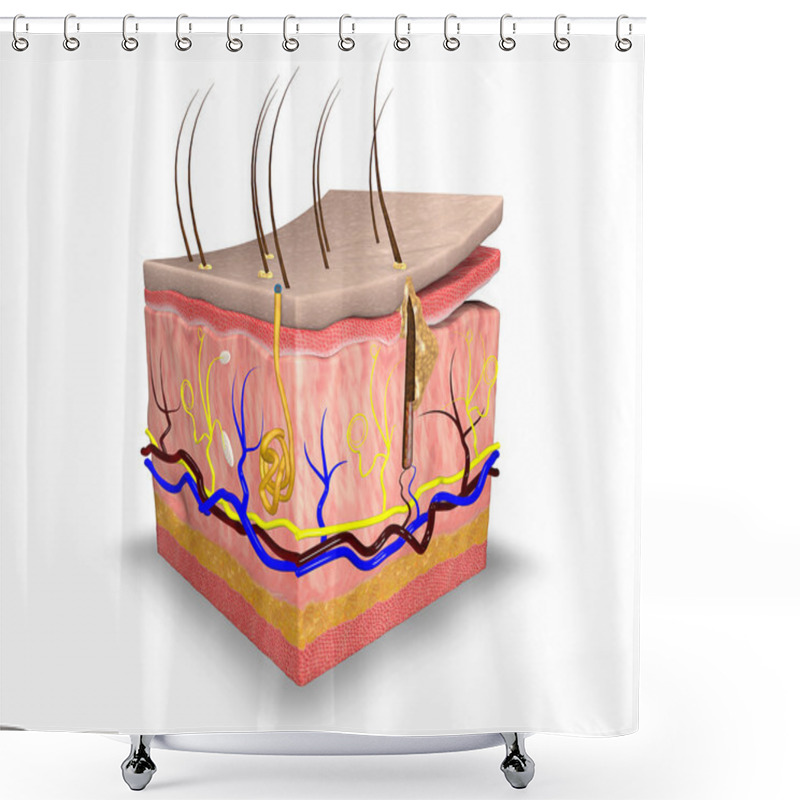 Personality  Skin Layers Shower Curtains