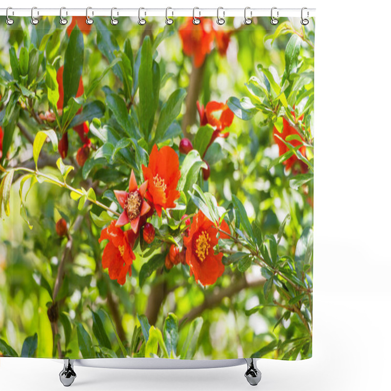 Personality  Flowering Tree Wild Pomegranate Punica Granatum Shower Curtains