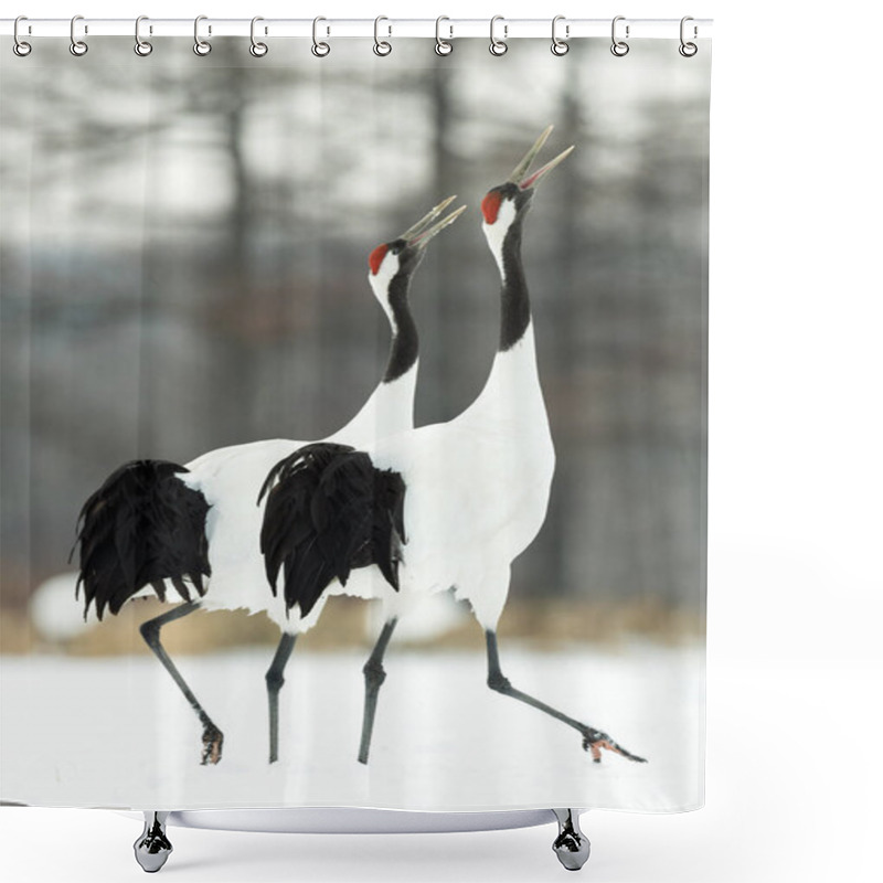 Personality  The Ritual Marriage Dance Of Cranes. The Red-crowned Cranes. Scientific Name: Grus Japonensis, Also Called The Japanese Crane Or Manchurian Crane, Is A Large East Asian Crane. Shower Curtains