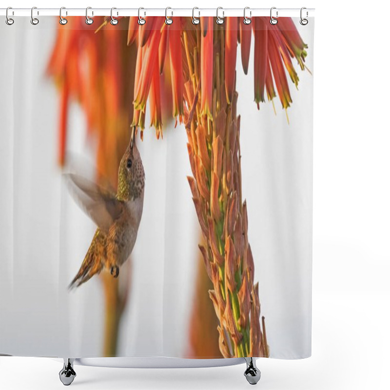 Personality  Bird Hummingbird At Laguna Beach Park Garden During The Early Morning Dew Shower Curtains