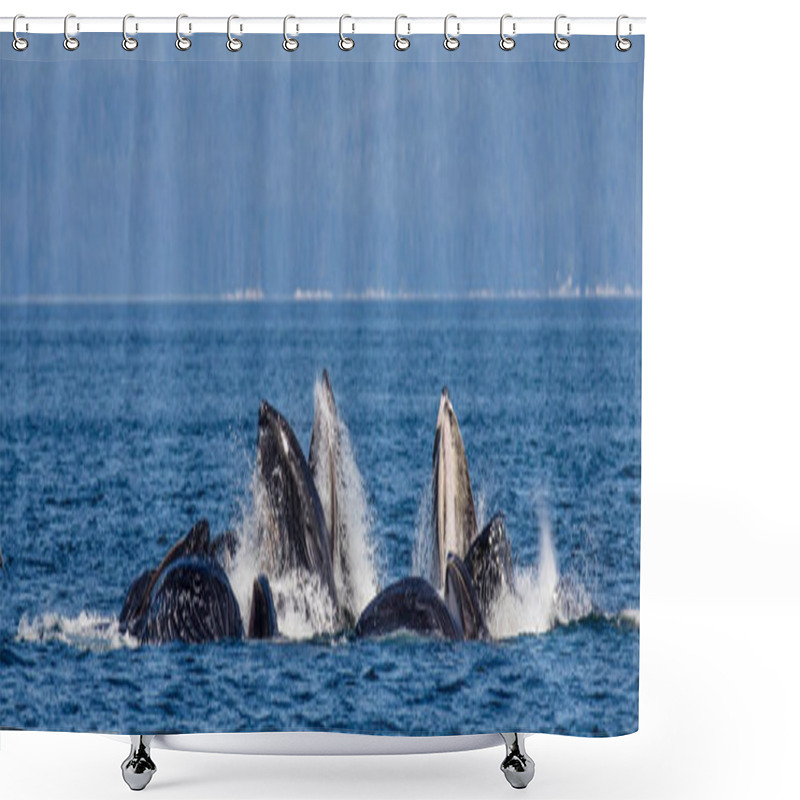 Personality  Humpback Whales Above Water Surface Shower Curtains