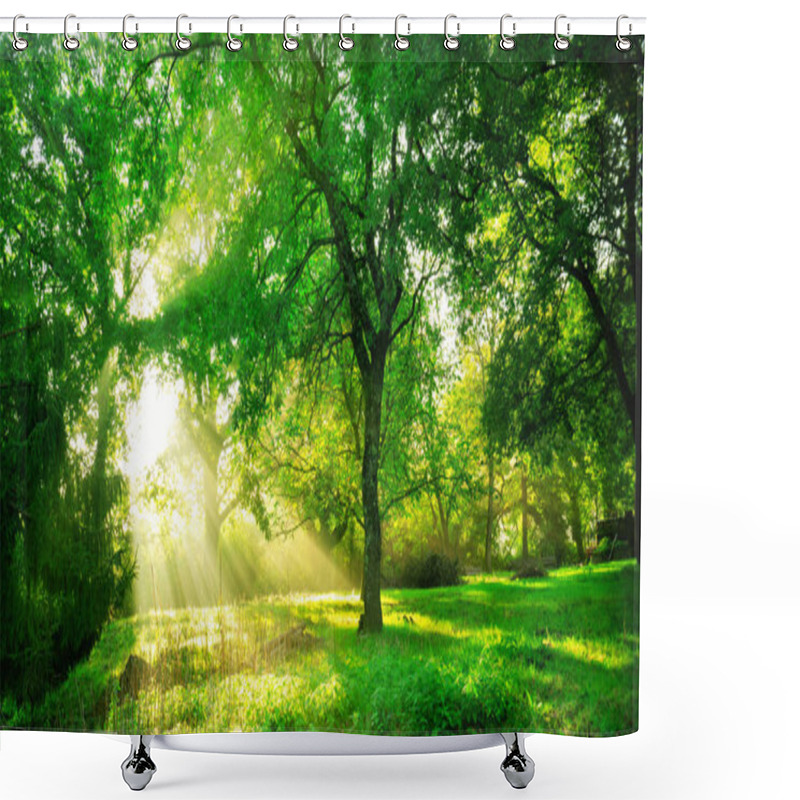 Personality  Green Forest Background With Morning Sunrise In Spring Season. Nature Landscape. Shower Curtains