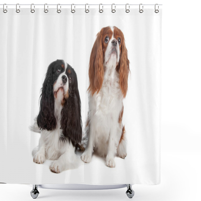 Personality  Cavalier King Charles Spaniel Dog Shower Curtains