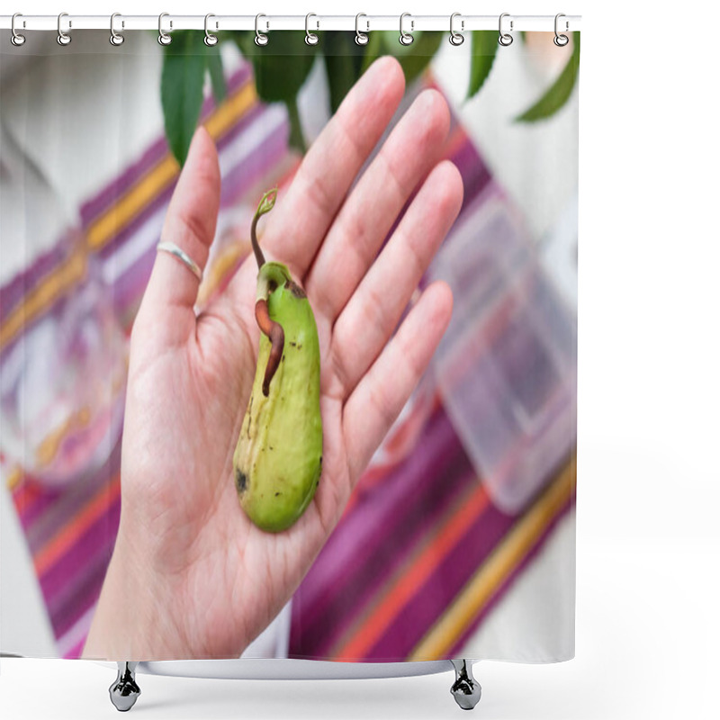 Personality  Mango In The Palm. Sprouted Seed. Strange Fruit Shower Curtains