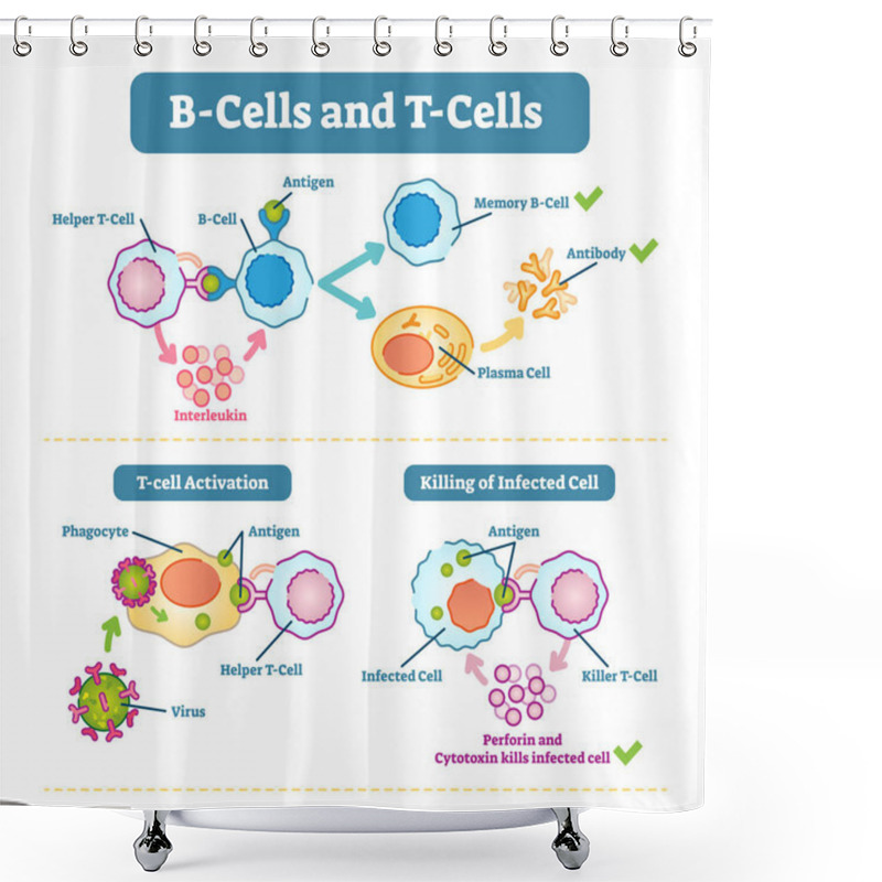 Personality  B-cells And T-cells Schematic Diagram, Vector Illustration. Shower Curtains