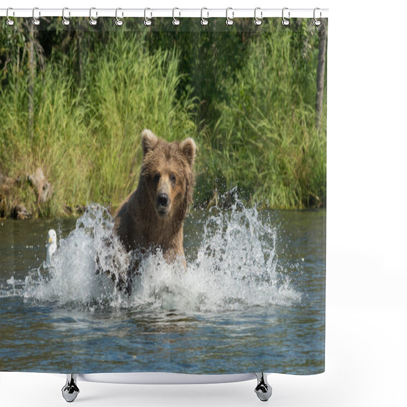 Personality  Alaskan Brown Bear Running In Water Shower Curtains