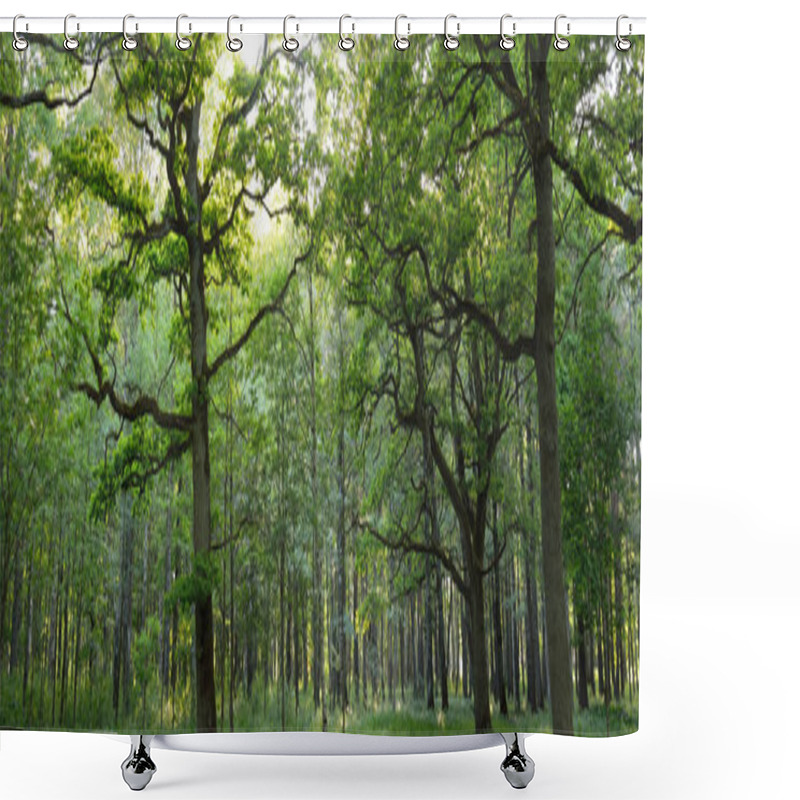 Personality  Close-up Of Mighty Sorcerer Oak Tree In The Green Deciduous Forest (public Park). Atmospheric Summer Landscape. Pure Nature, Ecology, Environmental Conservation. Europe. Mystery, Mythology, Fairy Tale Shower Curtains