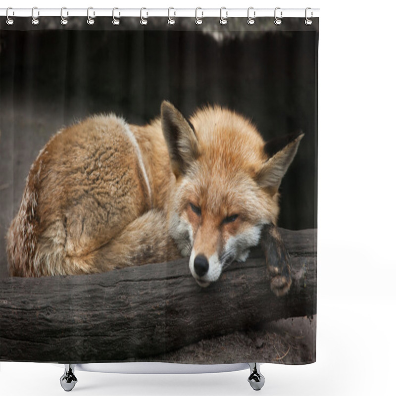 Personality  Red Fox (Vulpes Vulpes).  Shower Curtains