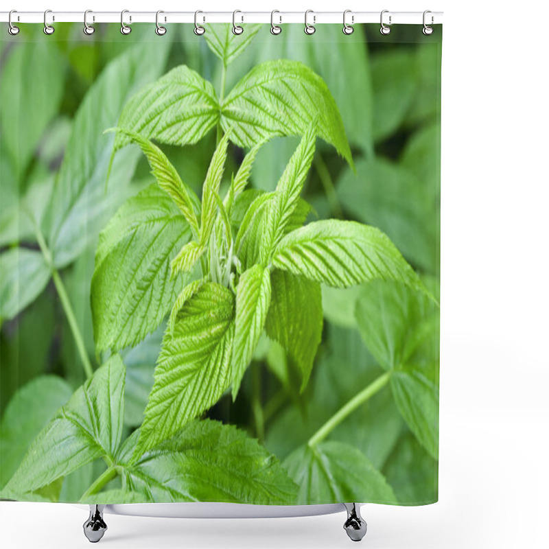 Personality  Green Raspberry Leaves Shower Curtains