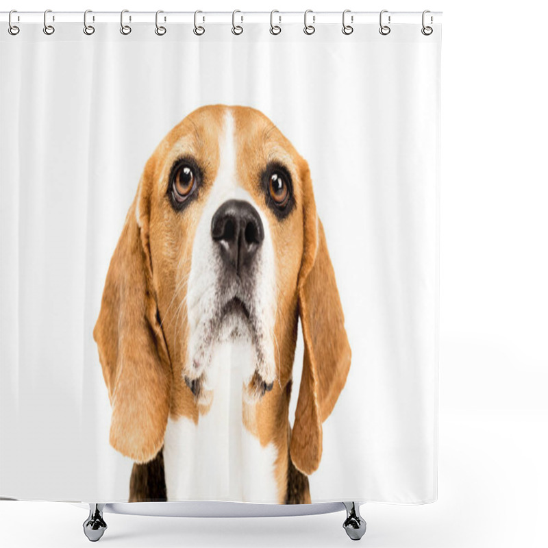 Personality  Cute Beagle Dog Shower Curtains