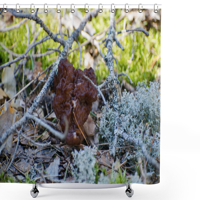 Personality  Gyromitra Esculenta Known As False Morel In The Forest. Shower Curtains