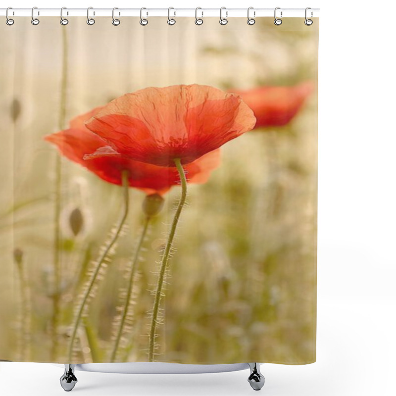 Personality  Poppy At Sunrise Shower Curtains