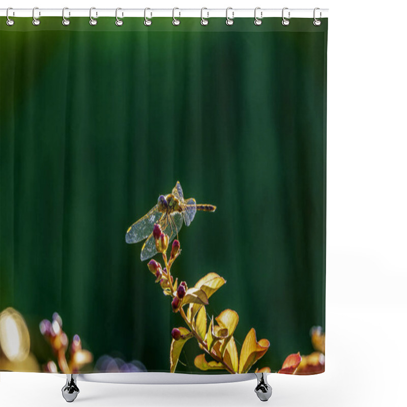 Personality  Dragonfly Perched On Vibrant Flower Buds Against A Lush Green Background Shower Curtains