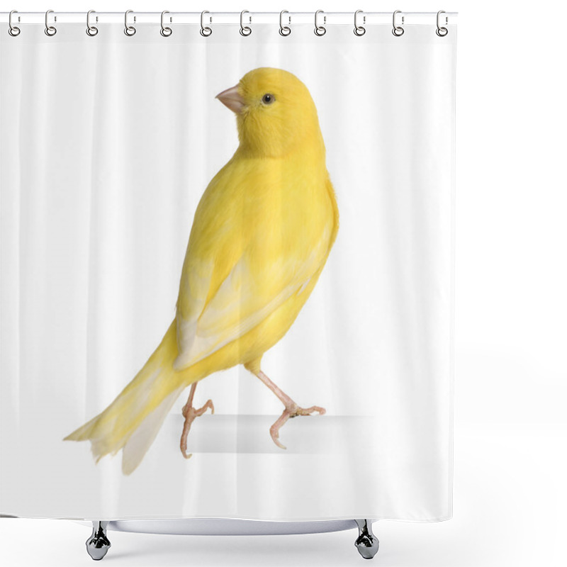 Personality  Yellow Canary - Serinus Canaria On Its Perch Shower Curtains