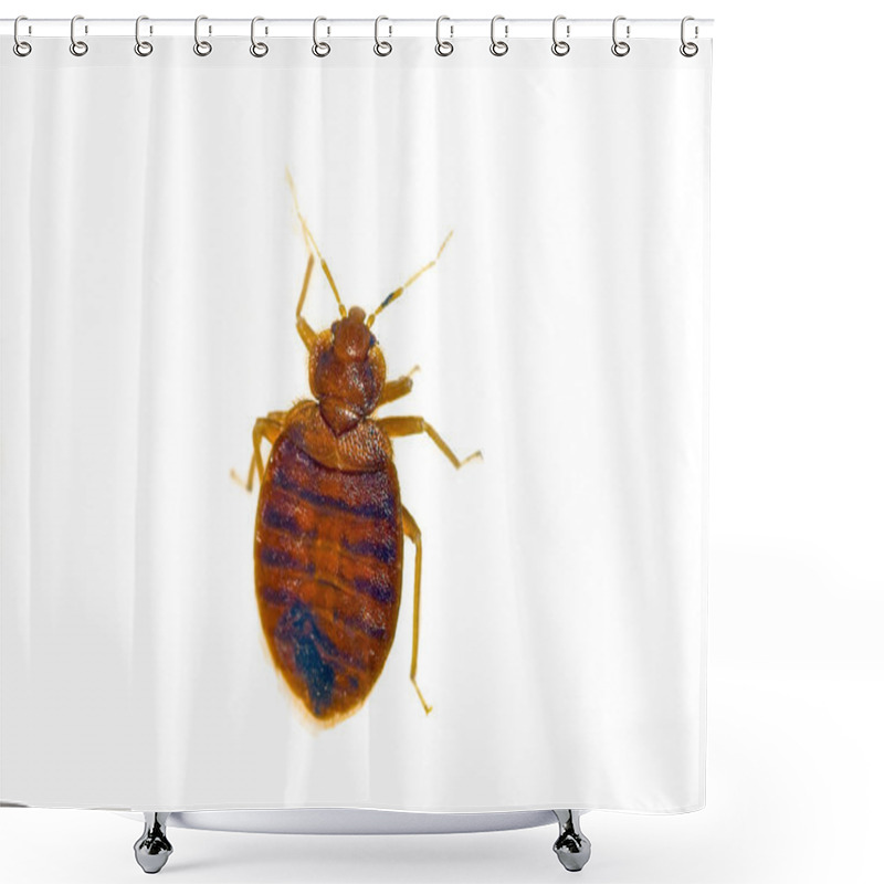 Personality  Bed Bug Shower Curtains