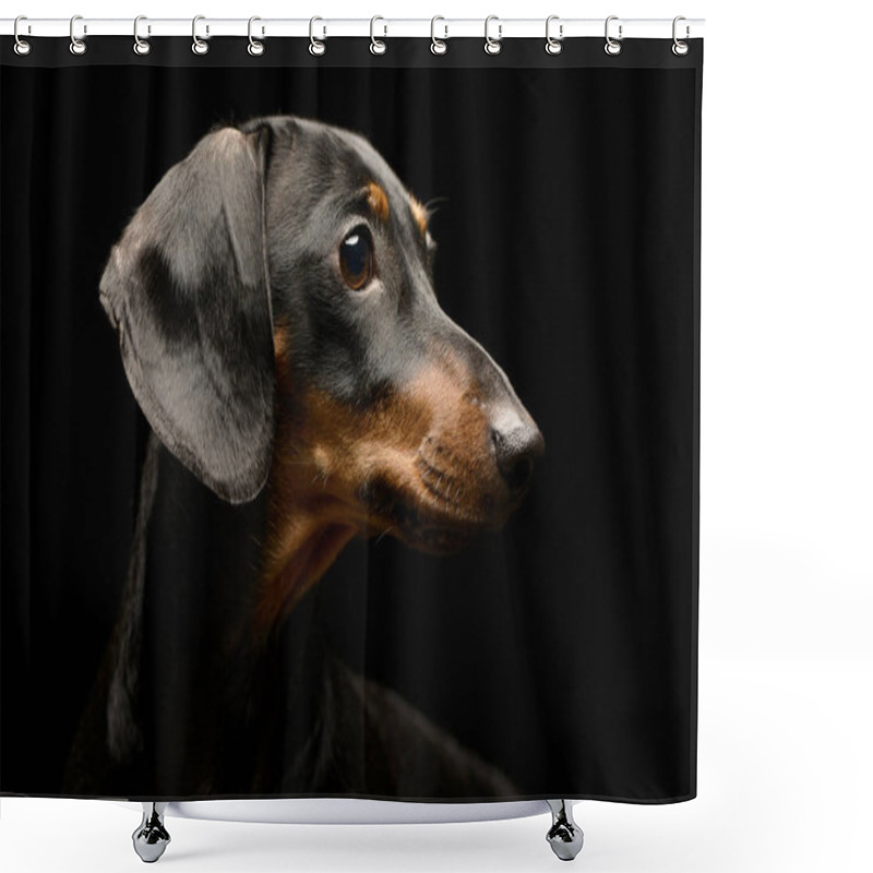 Personality  Portrait Of An Adorable Short Haired Dachshund, Studio Shot, Isolated On Black. Shower Curtains