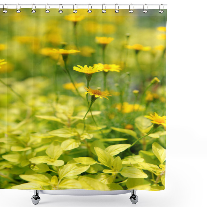 Personality  Yellow Daisies Shower Curtains