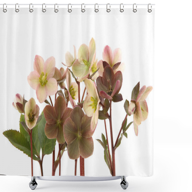 Personality  Snow Rose Hellebore Isolated On White Background.  Evergreen Flower Hellebore, Christmas Rose, Blooms In Winter Outdoors When The Weather Is Cold And Snow. Shower Curtains