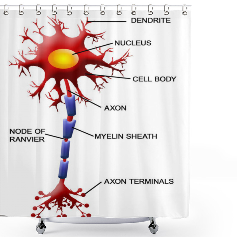 Personality  Neuron Cell Shower Curtains